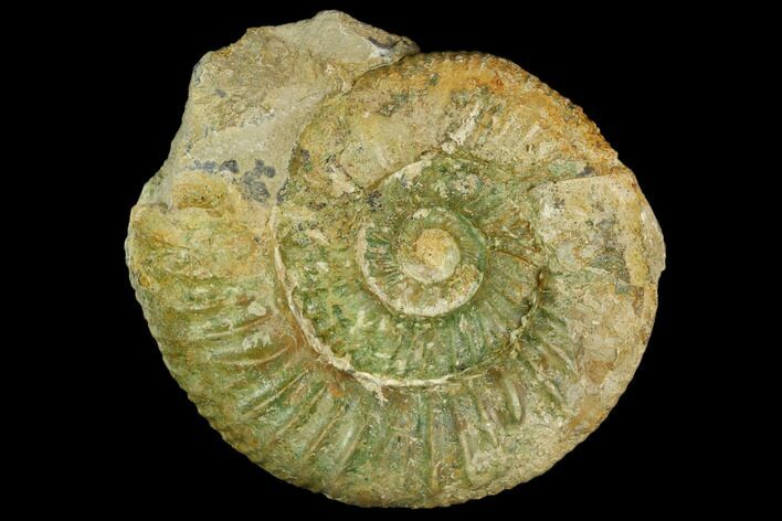 Green Ammonite (Orthosphinctes) Fossil - Germany #125868